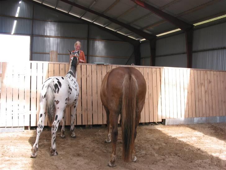 Knabstrupper Harlekin billede 15