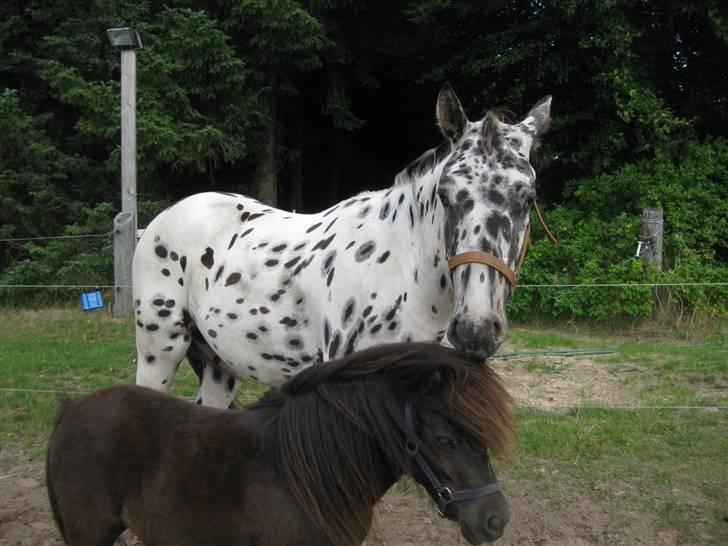 Knabstrupper Harlekin billede 16