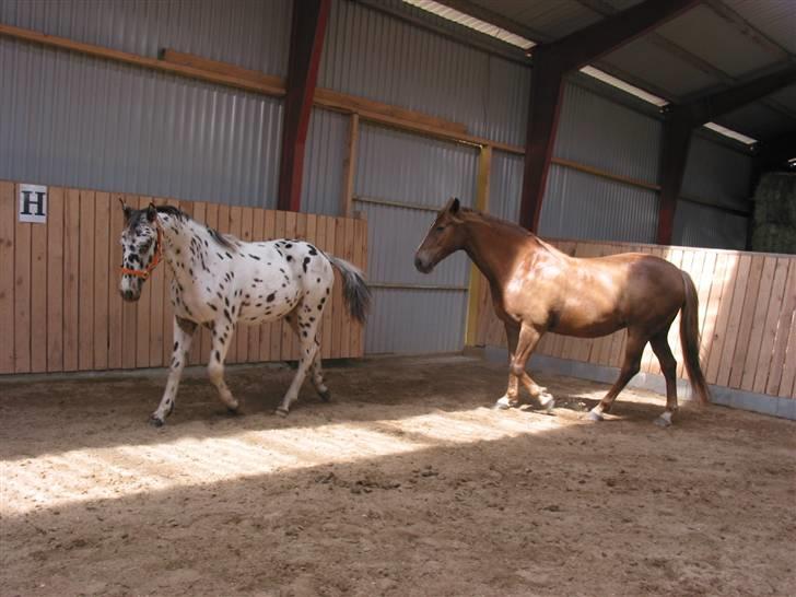 Knabstrupper Harlekin billede 17