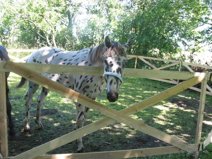 Knabstrupper Harlekin billede 18