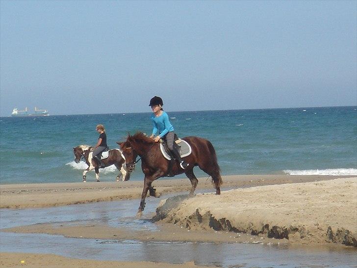 New Forest Galla-S.T.J.E.R.N.E.N!<3 - På stranden med smukke Galla! foto: mor billede 3