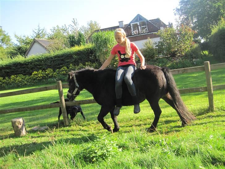 Anden særlig race Molly - Hovsa, ingen ridehjelm :D billede 16