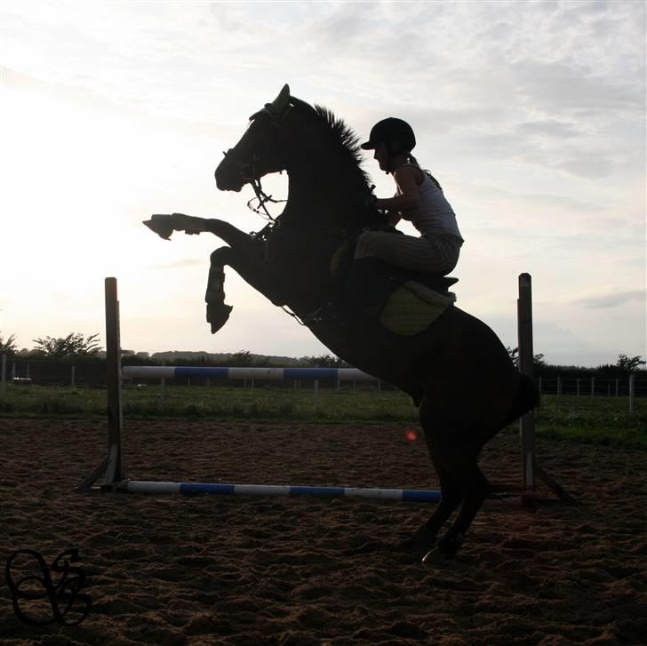 DSP Siverholm´s Thais - Velkommen til Thais profil! Foto: Sissel Schult billede 1