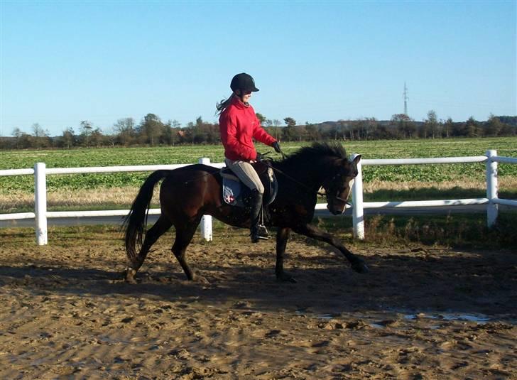 DSP Siverholm´s Thais - Thais i en lækker galop<3. billede 2