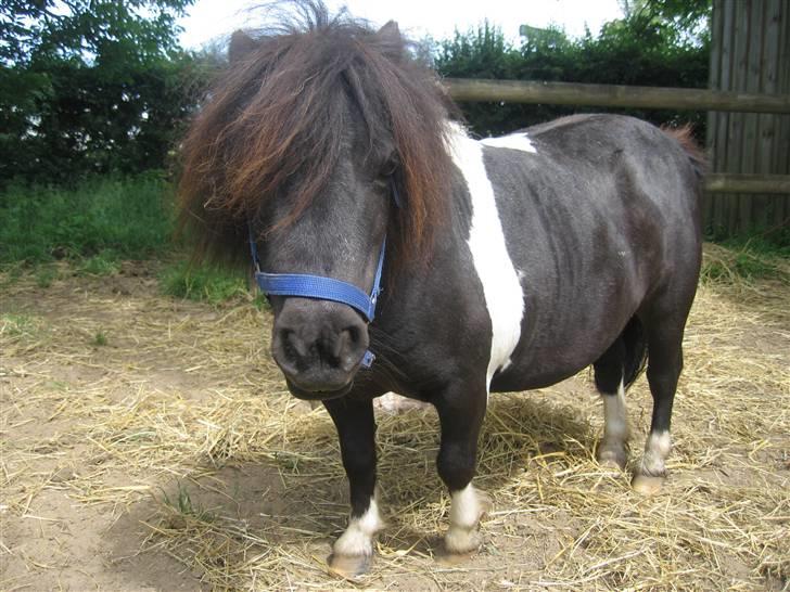 Miniature Nuser R.I.P billede 10