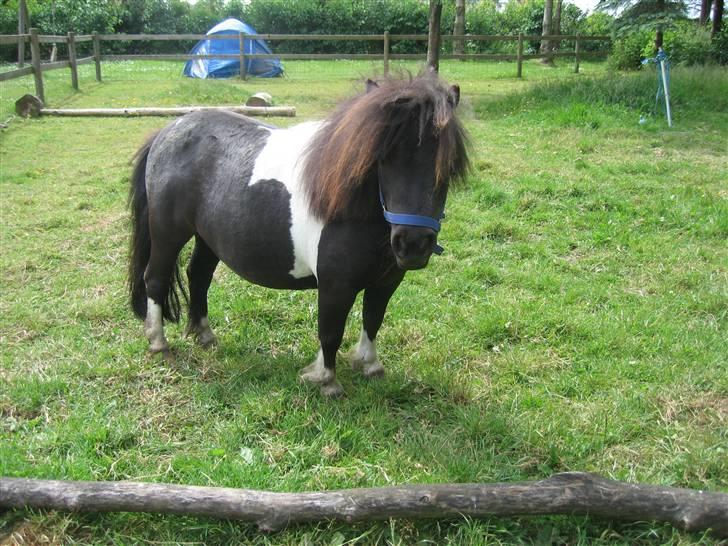 Miniature Nuser R.I.P billede 11