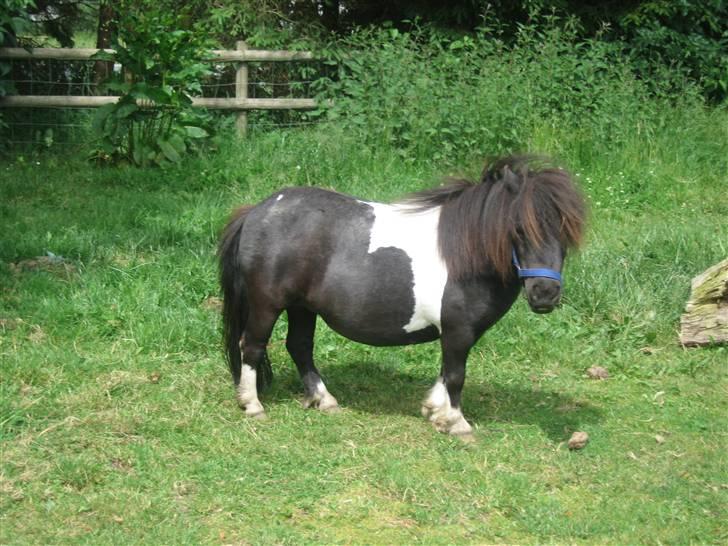 Miniature Nuser R.I.P billede 12