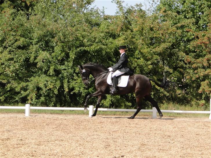 Dansk Varmblod Primavera IV f. - MB1.... billede 1