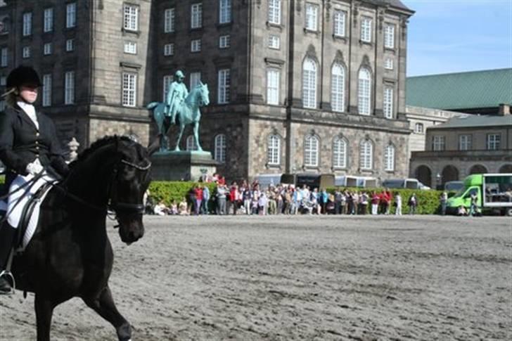Dansk Varmblod Primavera IV f. - Hestensværns 100 års jubilæums show :) billede 3