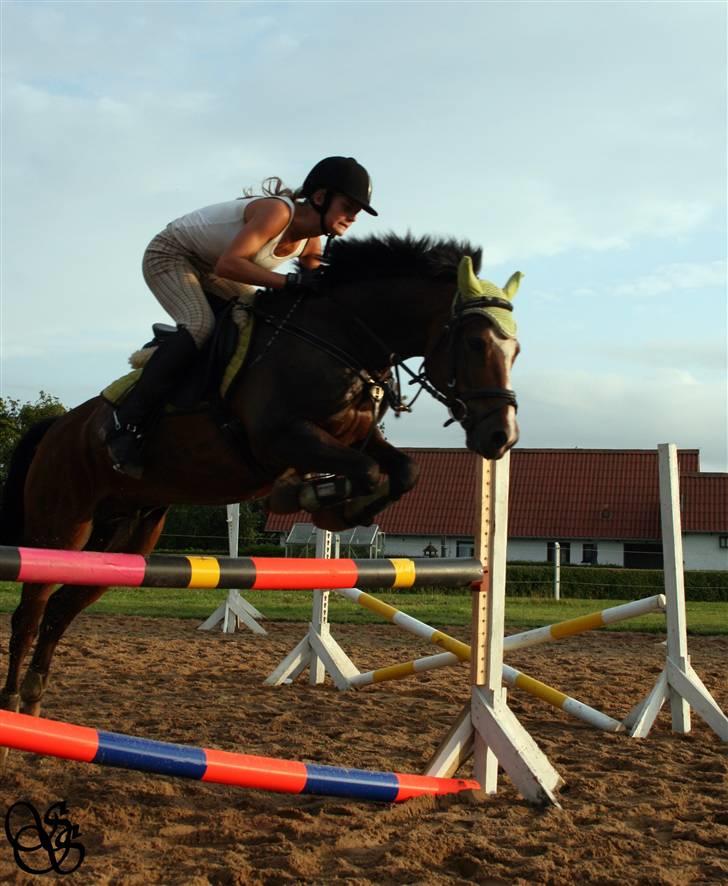 DSP Siverholm´s Thais - skønheden<33 foto: Sissel Schult billede 4