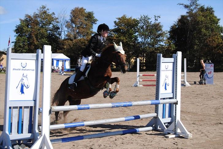 New Forest Galla-S.T.J.E.R.N.E.N!<3 - 2010 Stævne i Bjergby, den 5 septemper, LB- elsker den pony!<3 billede 4