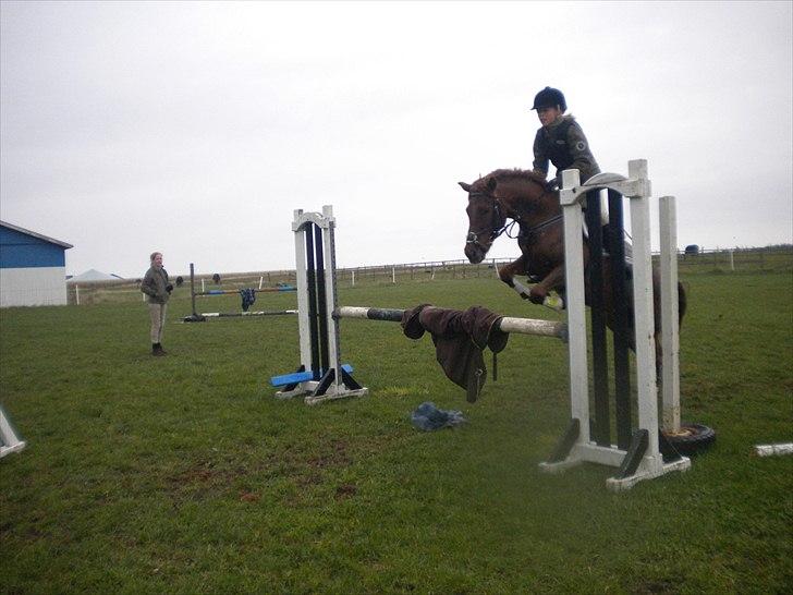 New Forest Galla-S.T.J.E.R.N.E.N!<3 - Spring hjemme på Toftegaard<3 Elsker den ærlige pony!<3 foto: Karoline/Emma billede 5