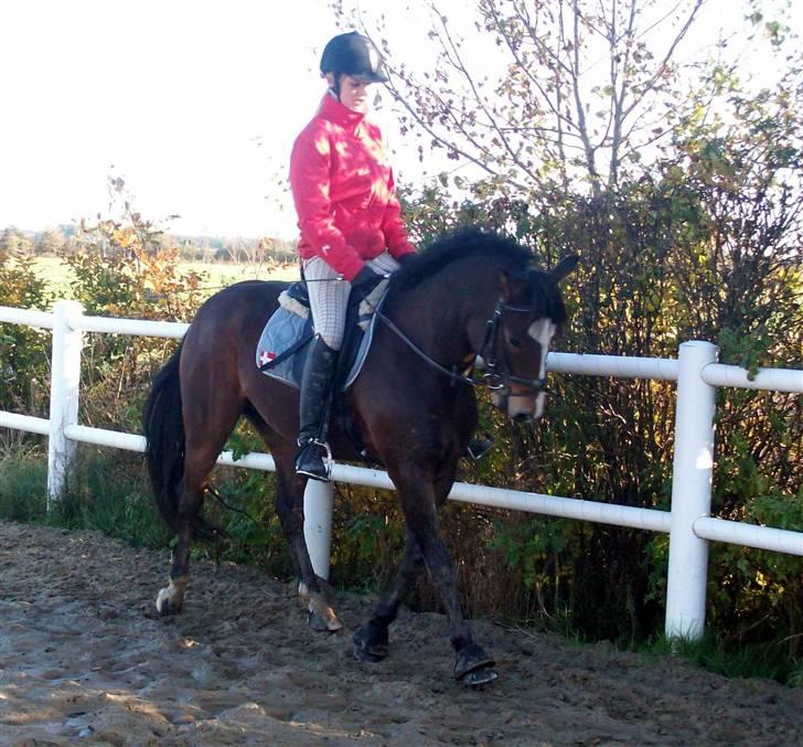 DSP Siverholm´s Thais - Sagde du trav?? billede 6