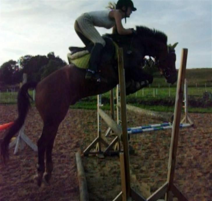 DSP Siverholm´s Thais - Thais der springer 120-125<3 jeg elsker ham :i billede 8