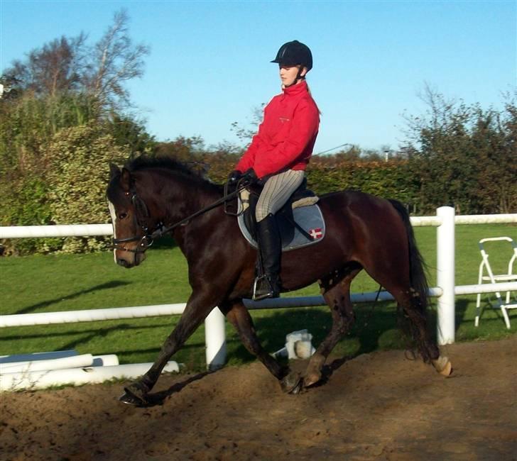 DSP Siverholm´s Thais - Thais i noget dressur<3 billede 10