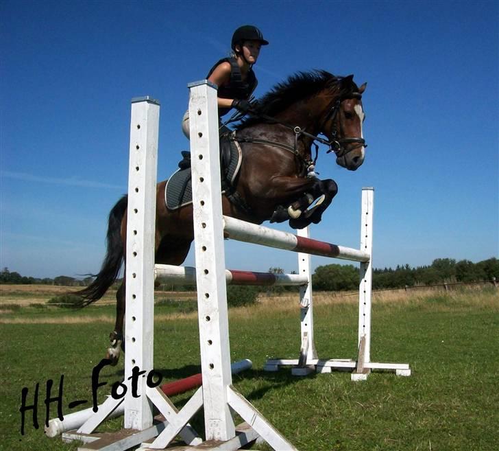 DSP Siverholm´s Thais - Han springer PERFEKT<3 billede 13