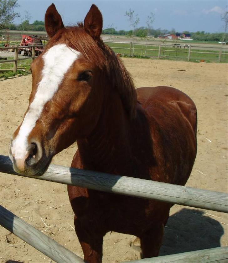 Anden særlig race Shadow - Hej og velkommen til Shadow´s galleri (: billede 1