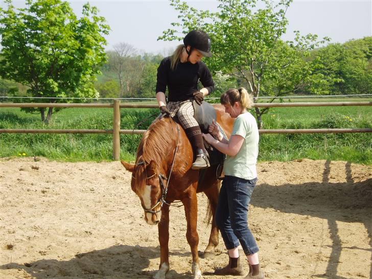 Anden særlig race Shadow - så skal sadlen spændes igen . billede 3