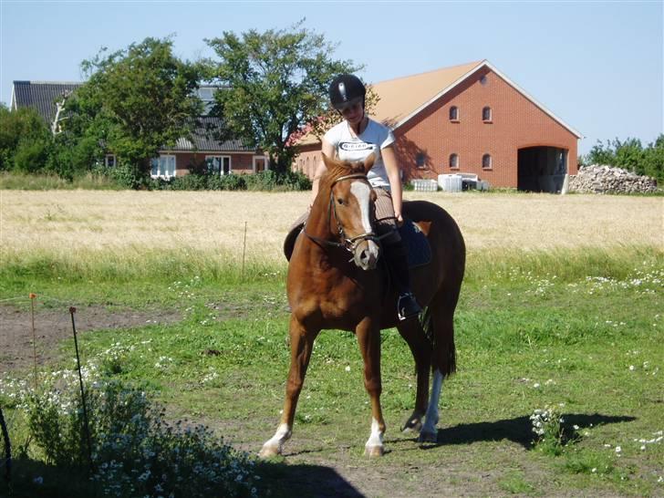 Anden særlig race Shadow - Første gang med rytter og sadel på (: billede 4