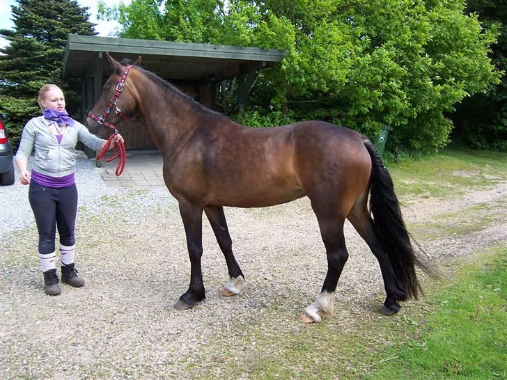 Welsh Cob (sec D) Lillelunds Hailey solgt - Sommer 2009 billede 13