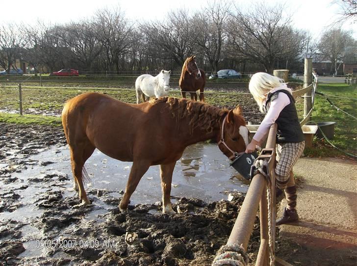 Anden særlig race Shadow - sikke tørstig man bliver efter en lille ridetur. billede 6