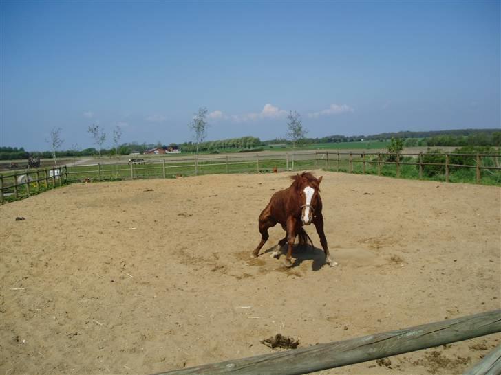 Anden særlig race Shadow - Dejligt med en lille rulle tur efter en hård omgang træning (:  billede 7