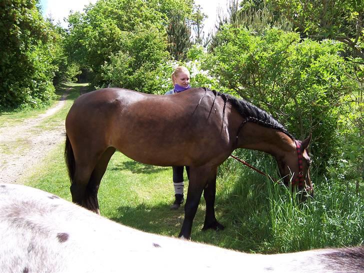 Welsh Cob (sec D) Lillelunds Hailey solgt - Sommer 2009 billede 14