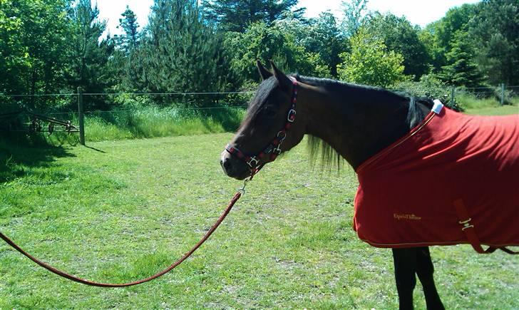 Welsh Cob (sec D) Lillelunds Hailey solgt - Sommer 2009 billede 15