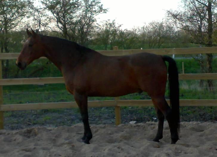 Holstener Marko - Maj 09, ca. et år efter vi har skiftet træningsmetoder og gået til cordeo. Synes han har sat musklerne rigtig flot. billede 4