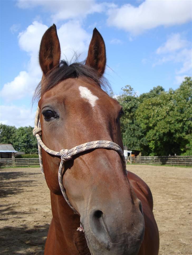 Anden særlig race Cassie :D - Velkommen til Cassies profil :D Foto: Mig :) billede 1