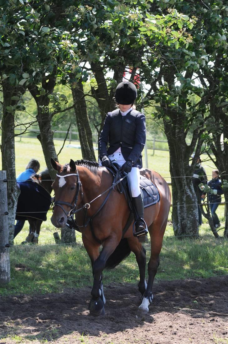 Belgisk varmblod Ushuaia - Opvarmning til stævne billede 2