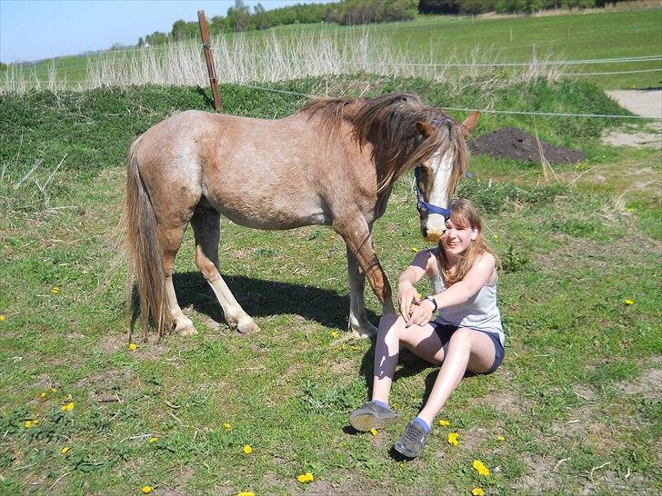 Welsh Pony (sec B) Sandets Silver - Den pony jeg stoler mest på!  billede 5