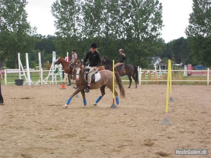 Welsh Pony (sec B) Sandets Silver - Mig som rider ponygames for første gang på ham<3 billede 6