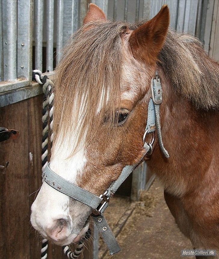 Welsh Pony (sec B) Sandets Silver - Yndlingsbilled <3 billede 7