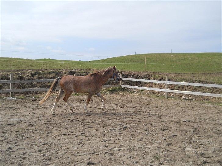Welsh Pony (sec B) Sandets Silver - Hygge på banen og en lidt lækker gang :D billede 8