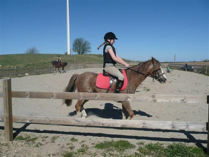 Welsh Pony (sec B) Sandets Silver - En af de første gange. Der er sket meget! billede 9