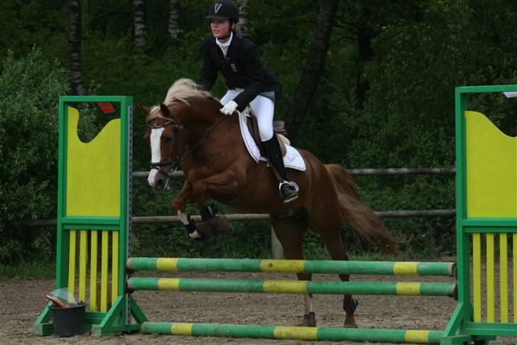 Welsh Cob (sec D) Santana    Solgt&Savnet!  - første springstævne og var fejlfri, mega stolt!!<3 foto: Jano-foto billede 17