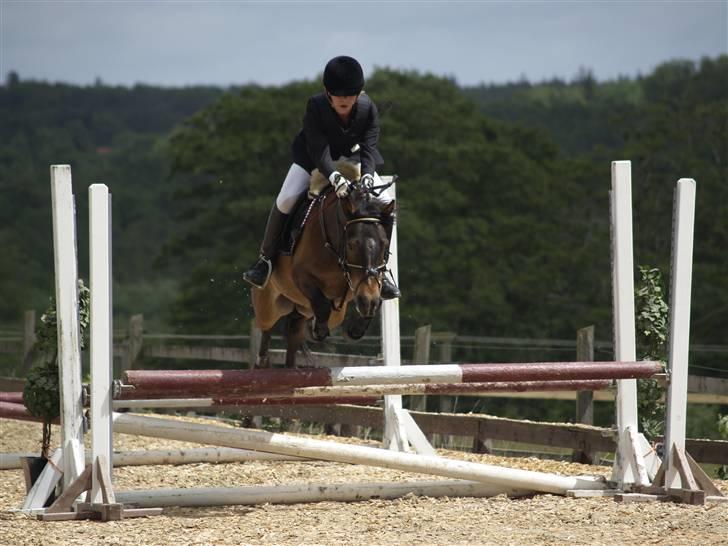 Anden særlig race Buster Larsen *Solgt* - Klubmesterskab d.13/06-09... 80 cm. :) han rev 4 bomme og løb 1 gang udenom og rev et spring (!!!) i anden runde, men han var mega fin og det var også meget højt for ham.. :) billede 18