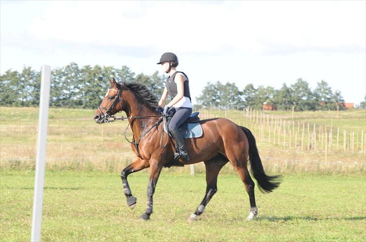 Belgisk varmblod Ushuaia - Træning  billede 7
