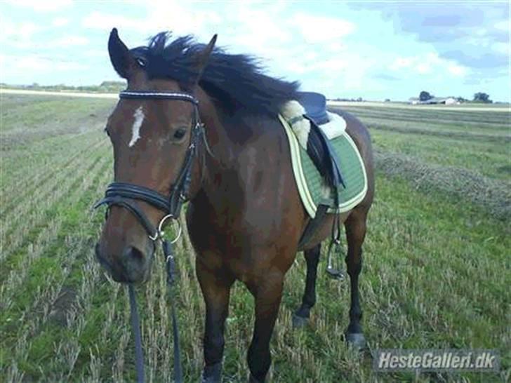 Hollandsk Sportspony Nortan *sendt tilbage* - kopieret billede 14