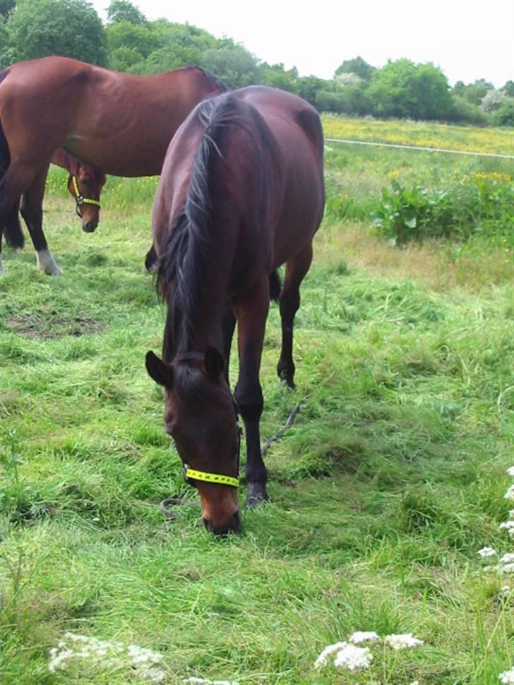 Fuldblod (XX) Star Light [R.I.P] billede 19