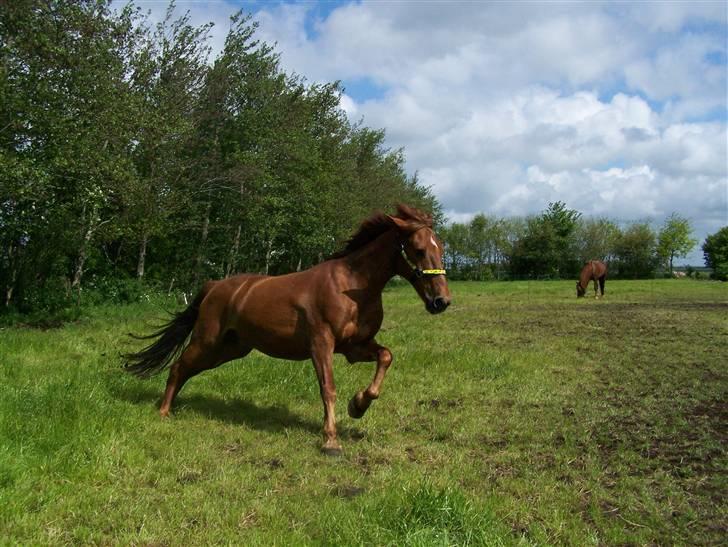 Anden særlig race Grønvangs Quinzy [R.I.P] - 7. Quinzy den frække pøle stikker af fra mig! :O (taget af mig) billede 24