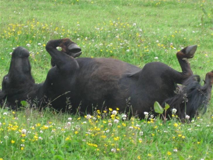 Shetlænder CIRKELINE - Rulle rulle. Hun har sommer eksem billede 6