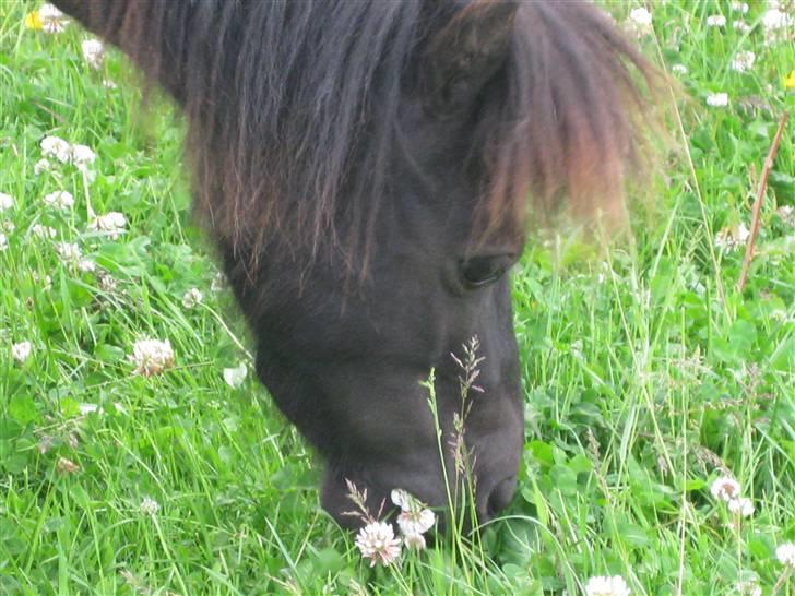 Shetlænder CIRKELINE - Mmm grasset smager godt :-) billede 7