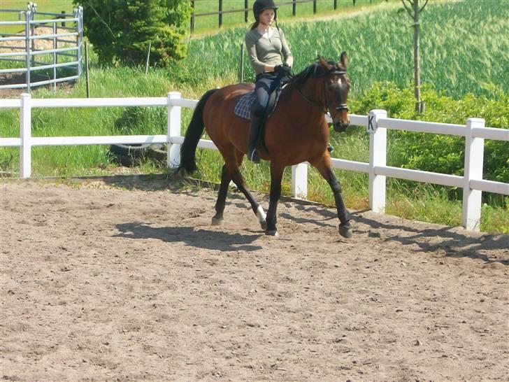 Anden særlig race quinta Soglt - vi rider lidt dresur efter en pause på 2 uger (fotogaf min søster) billede 13