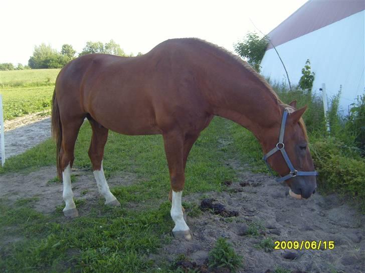 Frederiksborg Sæddings Brutus billede 11
