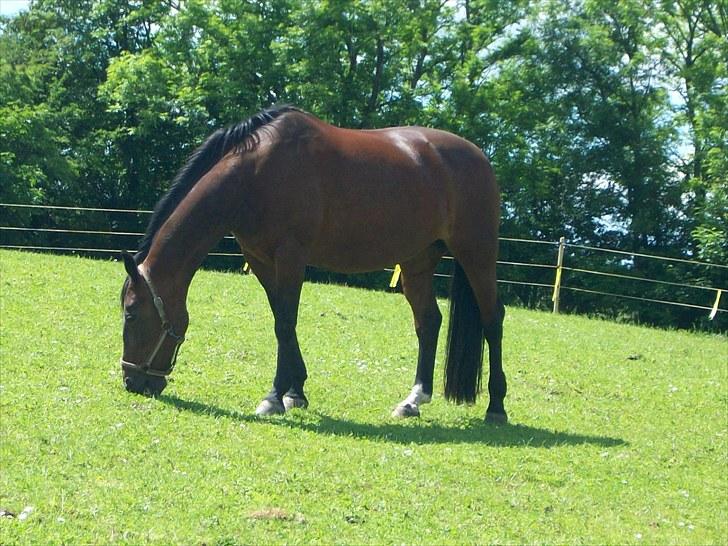 Anden særlig race quinta Soglt billede 18