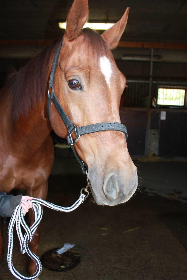 Pinto Alto India (SOLGT!) :'( - Beauty !<3 billede 2