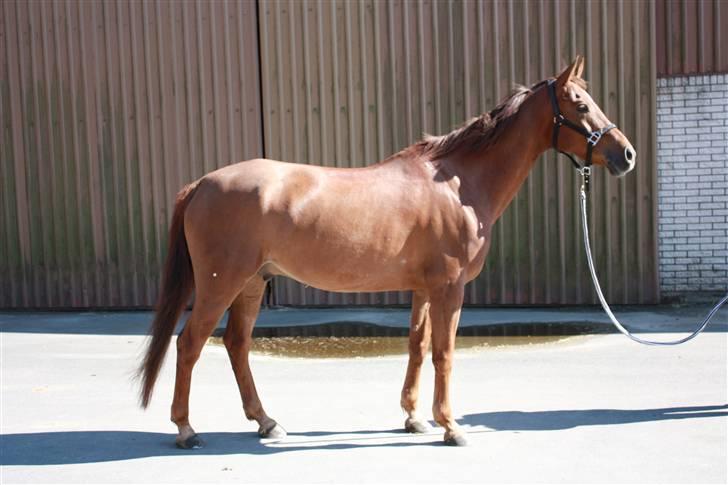 Pinto Alto India (SOLGT!) :'( - Du ligner jo en, der er til udstilling..(: hihi billede 3