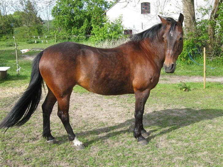 Anden særlig race quinta Soglt - quinta efter ridetur (fotograf min søster) billede 19